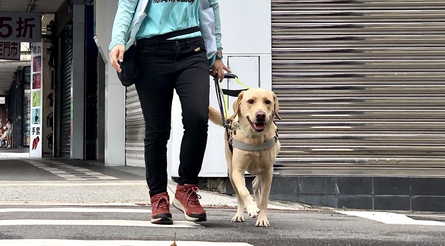 惠光導盲犬學校運用公益彩券挹注培育導盲犬